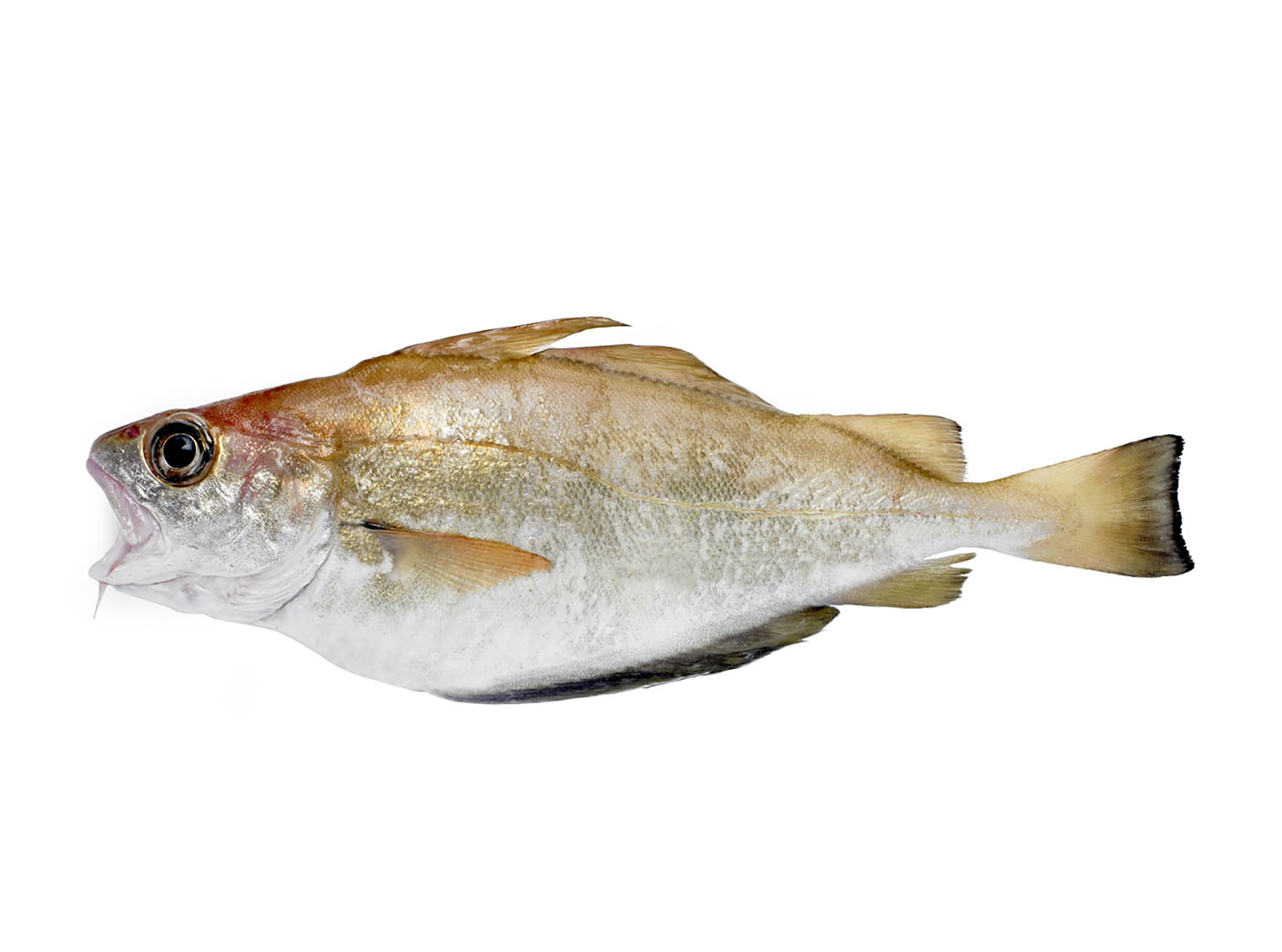Vidéo jutoub la pêche sur les réseaux