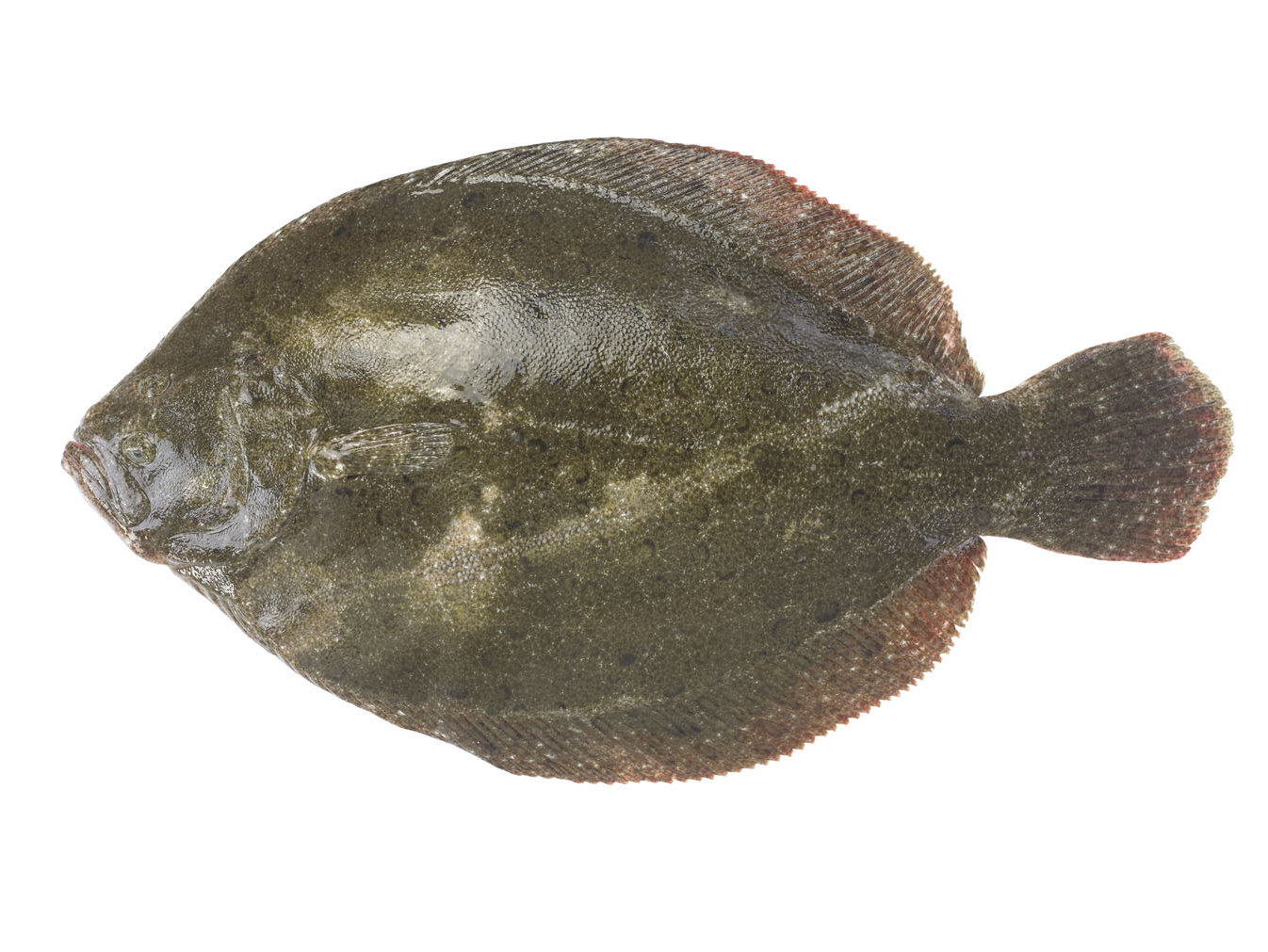 Sur quoi béquète dans le jeu sur la pêche