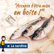 Sardine