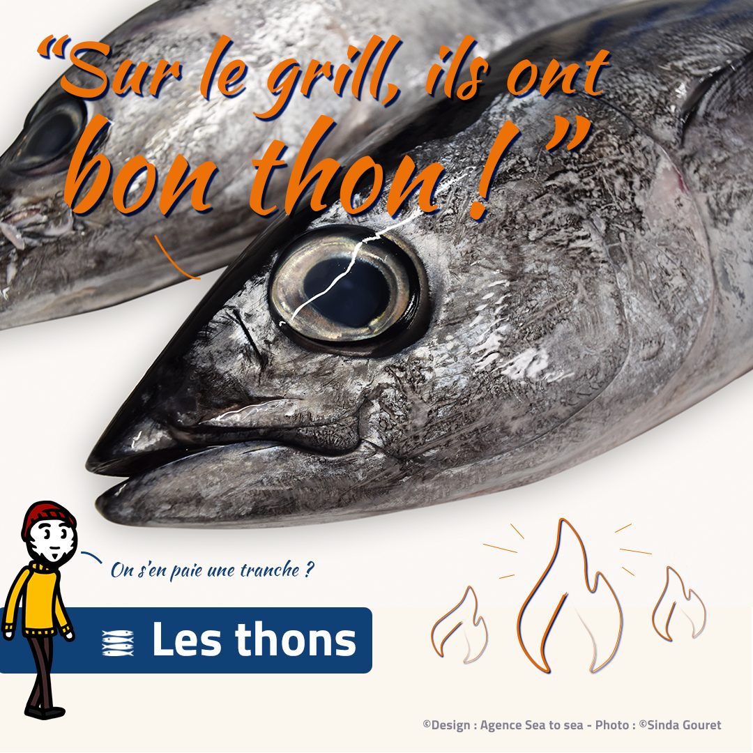 Thon - Les Pêcheurs de Bretagne