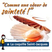 Coquille Saint-Jacques