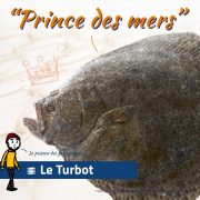 Turbot