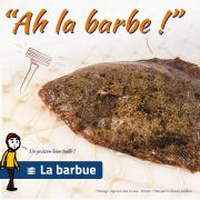 Barbue