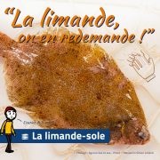 Limande-sole